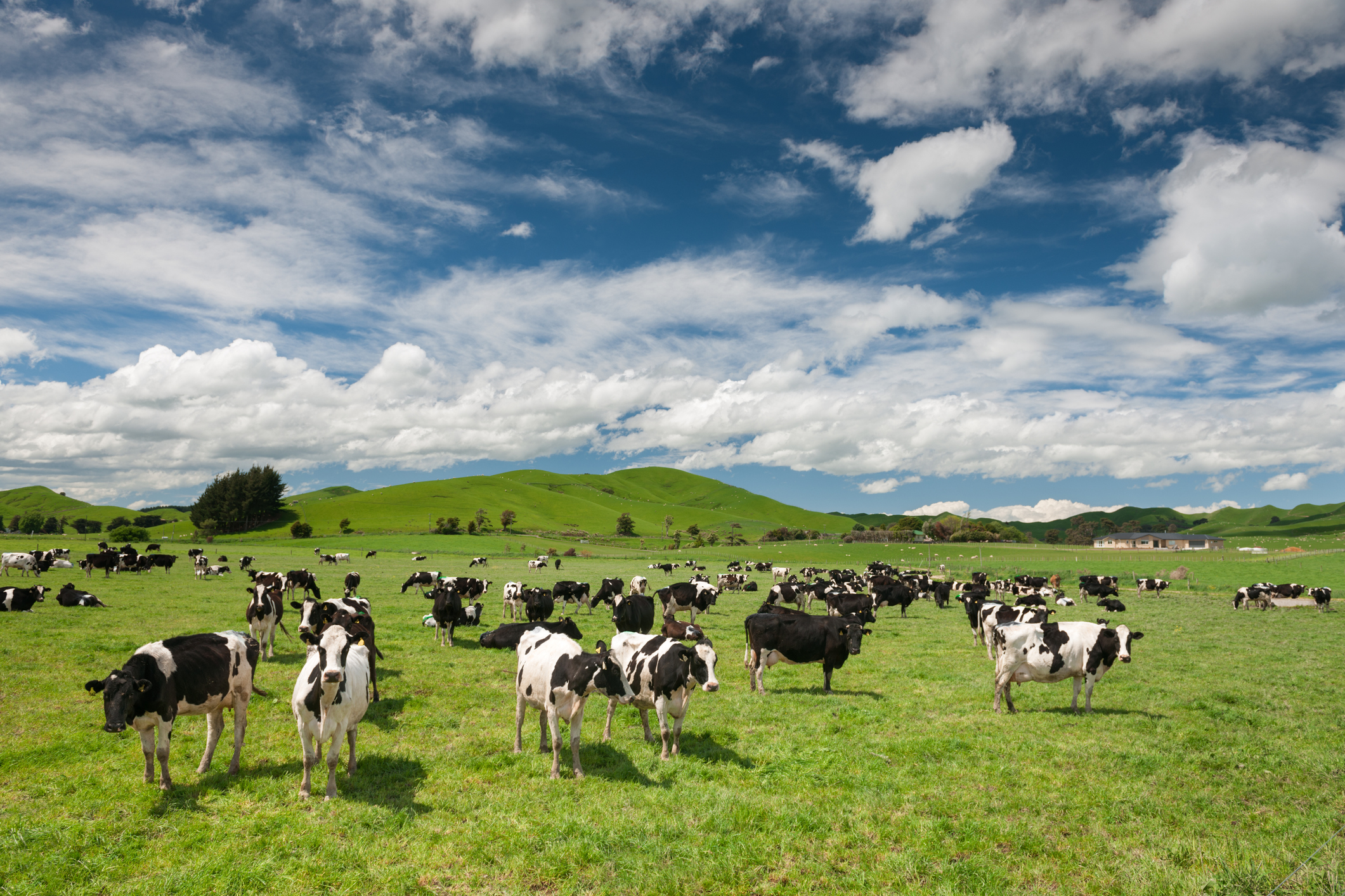 GMP signs exclusive probiotics supply agreement with leading dairy producer Fonterra
